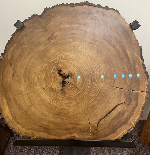 tree slab